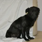 Pies do adopcji