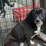 Pies do adopcji