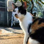 Kot do adopcji