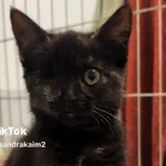 Kot do adopcji