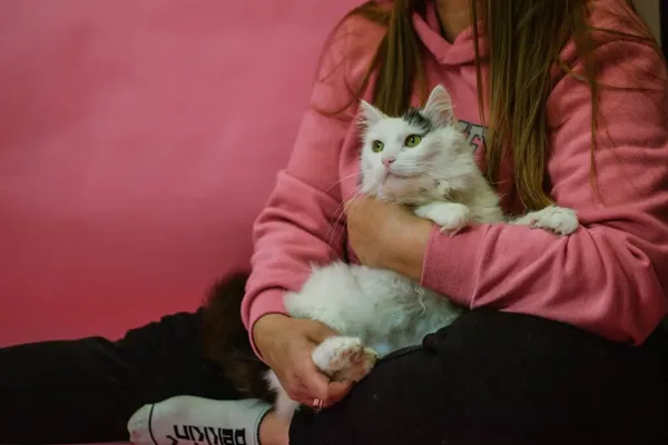 Kot do adopcji, Radom, 14 października 2026 (2/5)