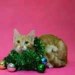 Kot do adopcji