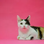 Kot do adopcji