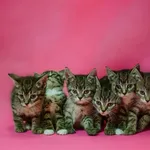 Kot do adopcji