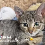 Kot do adopcji