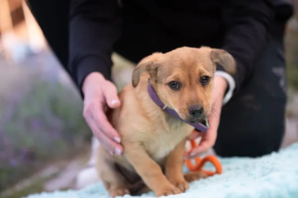 Pies do adopcji, Nowodwór, 14 października 2026 (4/5)