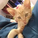 Kot do adopcji