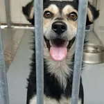 Pies do adopcji