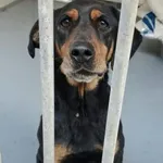 Pies do adopcji