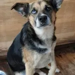 Pies do adopcji