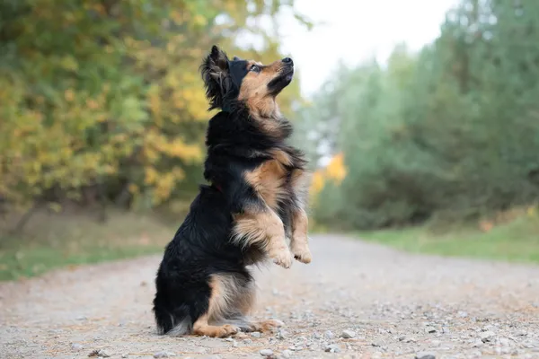 Pies do adopcji, Nowodwór, 19 października 2026 (3/5)
