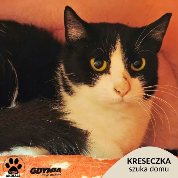 Kot do adopcji, Gdynia, 20 października 2026 (1/5)