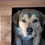 Pies do adopcji