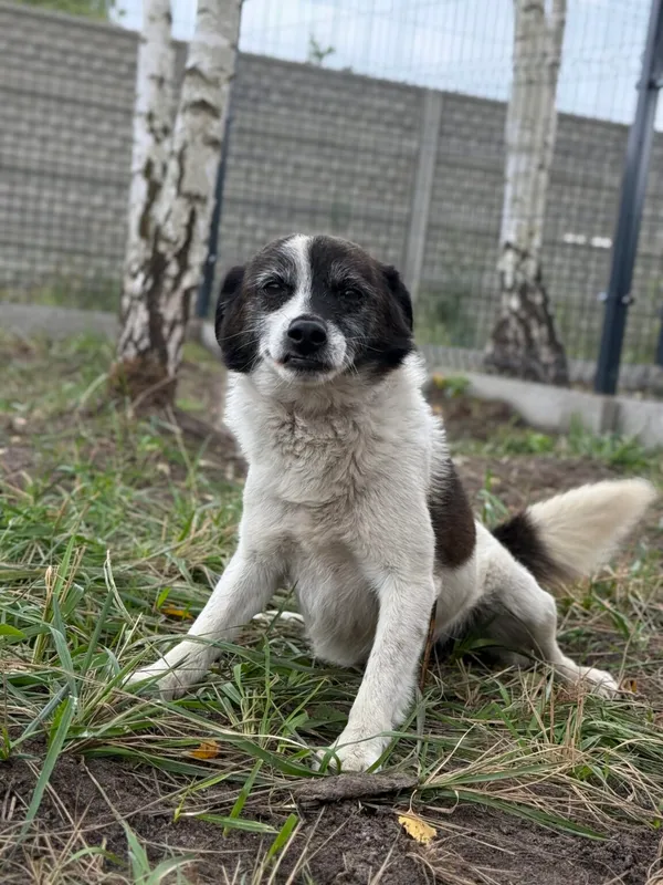 Pies do adopcji, Pieczyska, 21 października 2026 (2/5)