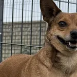 Pies do adopcji