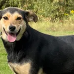 Pies do adopcji