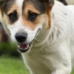 Pies do adopcji