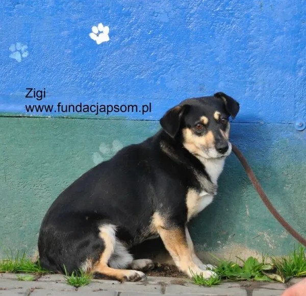 Pies do adopcji, Nowy Dwór Mazowiecki, 26 października 2026 (2/5)