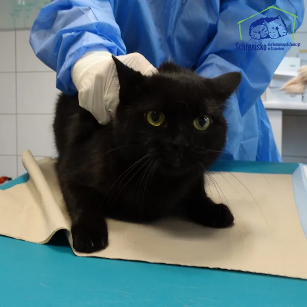Znaleziono kota, Szczecin, 27 października 2026