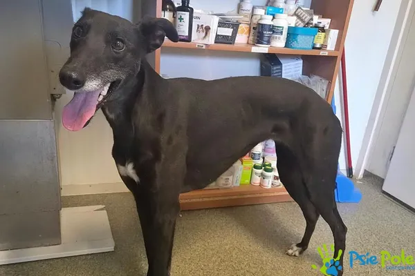 Znaleziono psa, Racławice, 24 października 2026 (1/3)