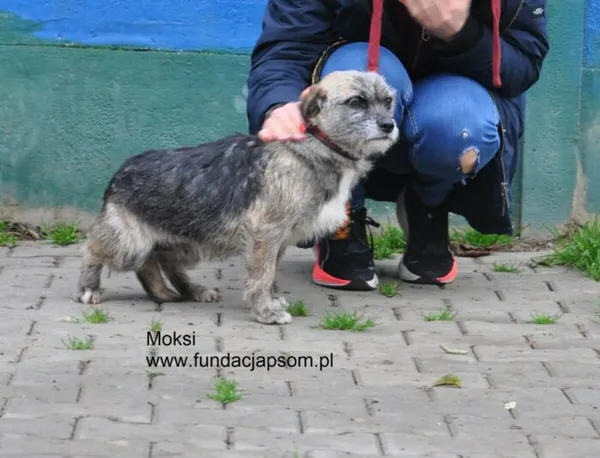 Pies do adopcji, Nowy Dwór Mazowiecki, 29 października 2026 (3/5)