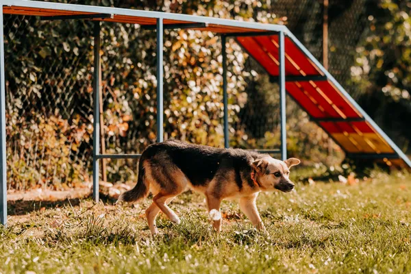Pies do adopcji, Czartki, 29 października 2026 (5/5)