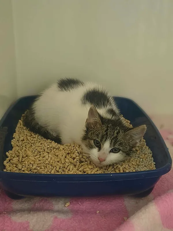 Kot do adopcji, Orzechowce, 30 października 2026 (2/4)