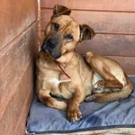 DOM na wczoraj ! Borys fatalnie znosi warunki schroniskowe