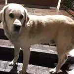 Szukamy właściciela Rąbczyn