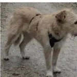 Cała Polsko! Szukamy Celinki !