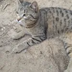 Zaginął kot, Komaszyce, 1 listopada 2021