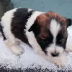 Oddam psa, Dąbrowa Tarnowska, 20 listopada 2021