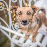 Oddam psa, Łowicz, 25 grudnia 2021