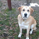 Zaginął pies, Grójec, 19 czerwca 2021