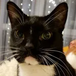 Zaginął kot, Ząbki, 16 lipca 2021