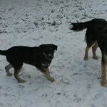 Przybłąkały się dwa psy