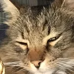 Zaginął kot, Ożarów, 6 czerwca 2019