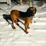 Znaleziony posokowiec bawarski