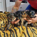 Pieski rasy yorkshire terrier