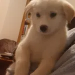 Oddam psa, Nowy Konik, 11 grudnia 2021