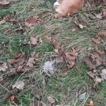 Znaleziono psa, Dzierzkowice-Rynek, 17 grudnia 2021