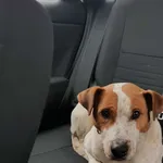 Znaleziono psa, Głubczyce, 23 grudnia 2021