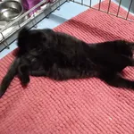 Oddam kota, Opoczno, 28 grudnia 2021