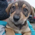 Szczeniaków do adopcji