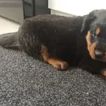 Szczeniaki Rottweiler