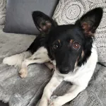 Zaginął pies, Gorzów Wielkopolski, 31 grudnia 2021