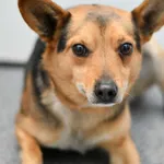 Lelów/ Ślęzany znaleziono psa! Szukamy właściciela!