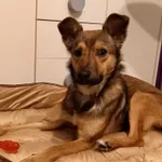 Zaginął pies mieszaniec Taco