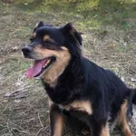 Zaginął pies Bobowo