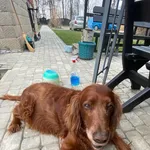 Zaginął pies! Dębica